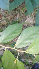 Cosmophasis valerieae
