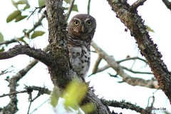 Glaucidium capense