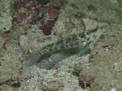 Cryptocentrus sericus