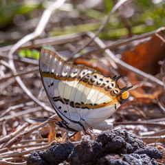 Polyura nepenthes