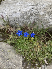Gentiana bavarica