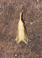 Donacaula longirostrallus