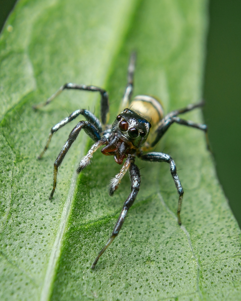 Phintella piatensis