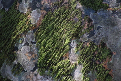 Hymenophylloideae