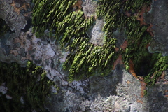 Hymenophylloideae