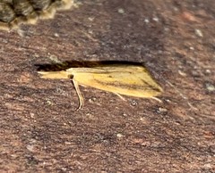 Donacaula longirostrallus