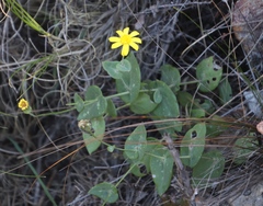 Othonna perfoliata