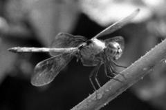 Chalcostephia flavifrons