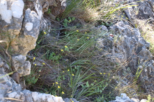Image of Climbing Babooncabbage (Othonna perfoliata) by (c) Tony Rebelo, some rights reserved (CC BY-SA)