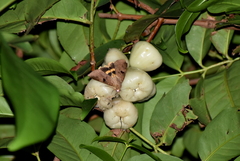 Syzygium aqueum