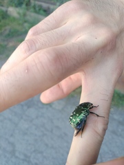 Protaetia marginicollis