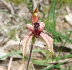 Caladenia tessellata