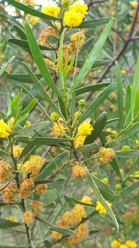 Image of Acacia dodonaeifolia by (c) Andrew Thornhill, some rights reserved (CC BY)