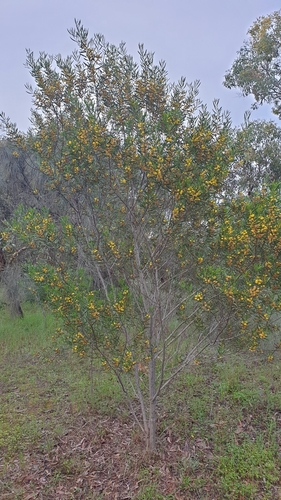 Image of Acacia dodonaeifolia by (c) Andrew Thornhill, some rights reserved (CC BY)