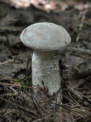 Leccinum percandidum