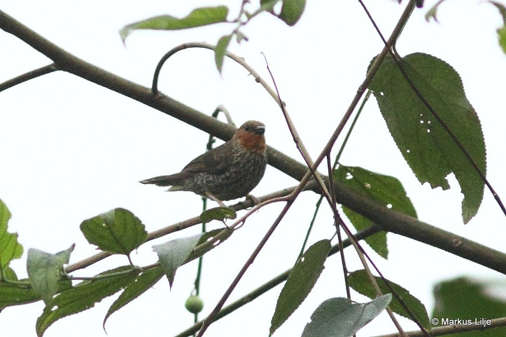 Woodhouse's Antpecker