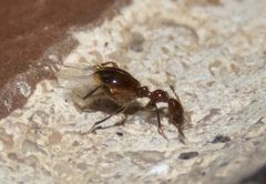 Acanthinus argentinus