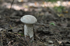 Leccinum percandidum