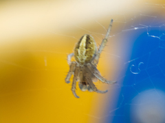 Neoscona theisi
