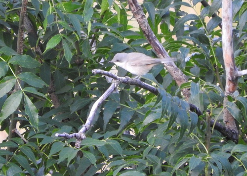 Western Orphean Warbler, 25571 Esterri de Cardós, Lérida, España, photo 6 of 10