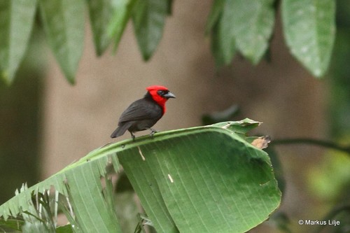 Crested Malimbe