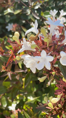 Abelia × grandiflora