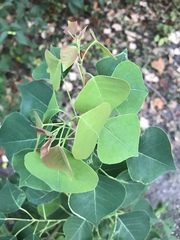 Triadica sebifera