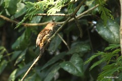 Megabyas flammulatus