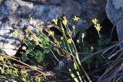 Othonna perfoliata