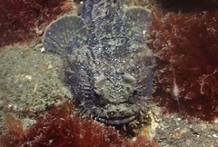 Batrachomoeus dubius