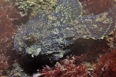 Batrachomoeus dubius