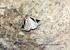 Chalciope pusilla