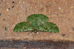 Aeolochroma viridicata