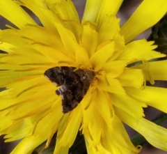 Anthophila fabriciana