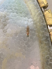 Ptecticus trivittatus