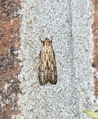 Spinitibia hodgesi