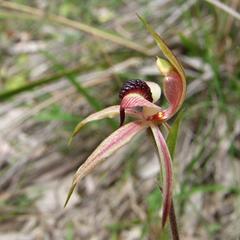 Caladenia tessellata