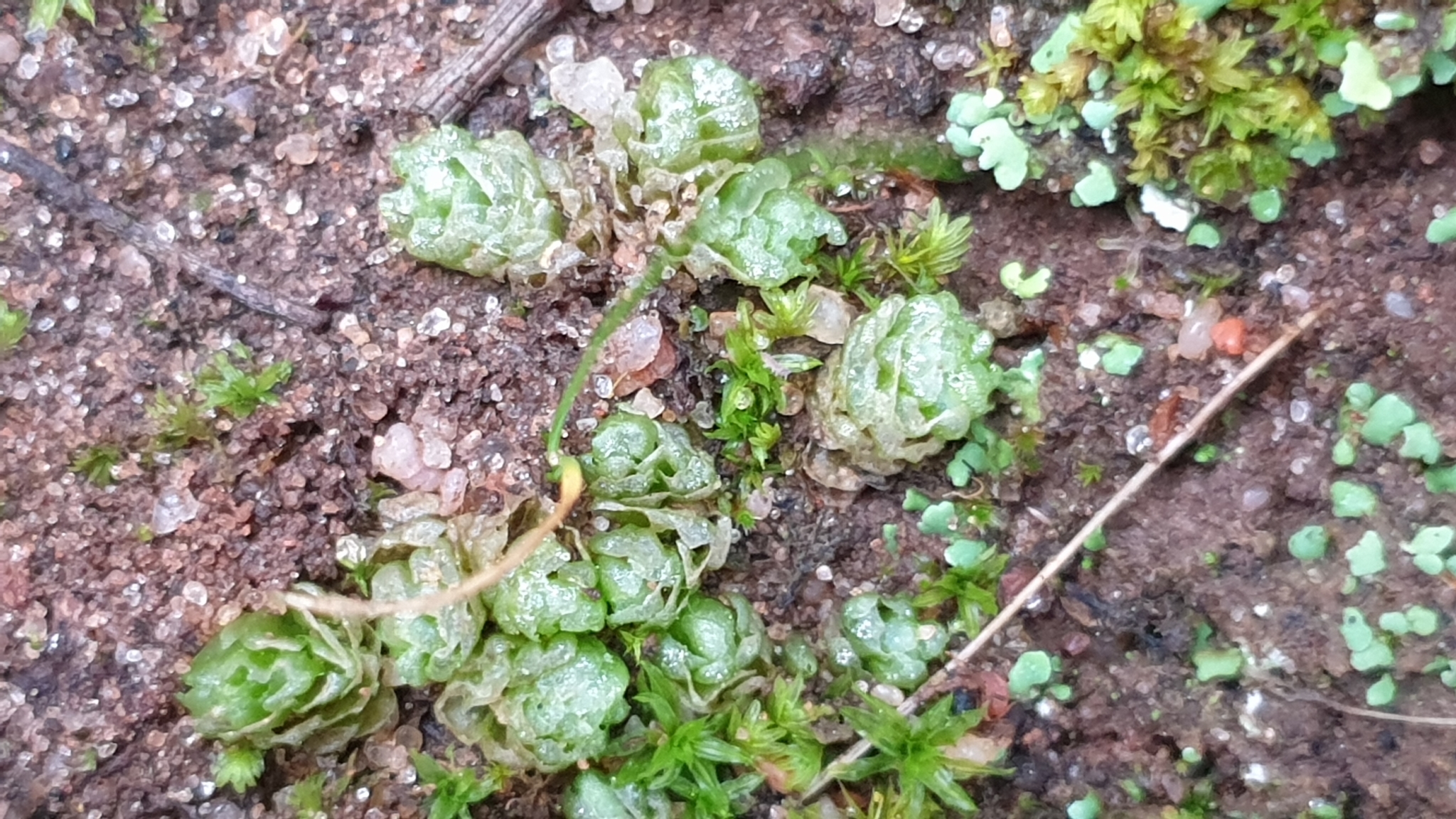 Fossombronia intestinalis
