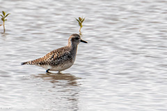 Pluvialis squatarola