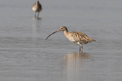 Numenius arquata