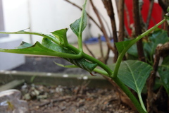 Rhagastis trilineata