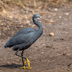 Egretta gularis