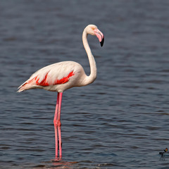 Phoenicopterus roseus