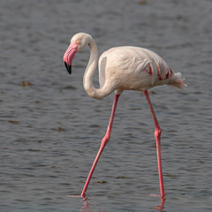Phoenicopterus roseus