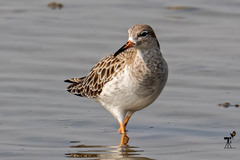 Calidris pugnax