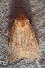 Xylenini