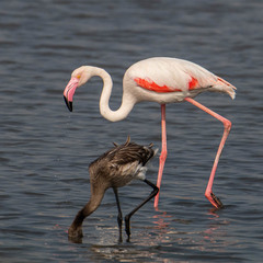 Phoenicopterus roseus