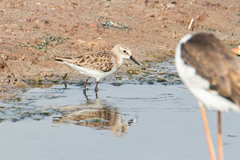 Calidris minuta