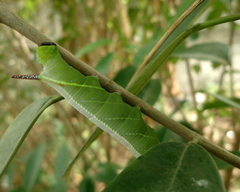 Pseudoclanis postica