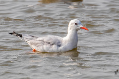 Chroicocephalus genei